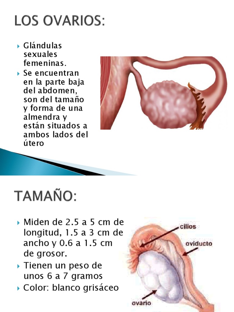 OVARIOS Y TROMPAS UTERINAS.pptx Útero Ovario