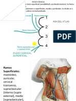 Plexo Cervical, Braquial y Sna - Actualizado