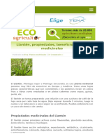 Llantén - Propiedades - Beneficios y Usos Medicinales - ECOagricultor