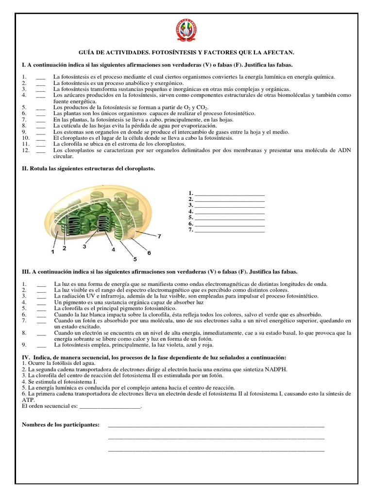 Actividades sobre Fotosíntesis y Factores | PDF | Fotosíntesis ...