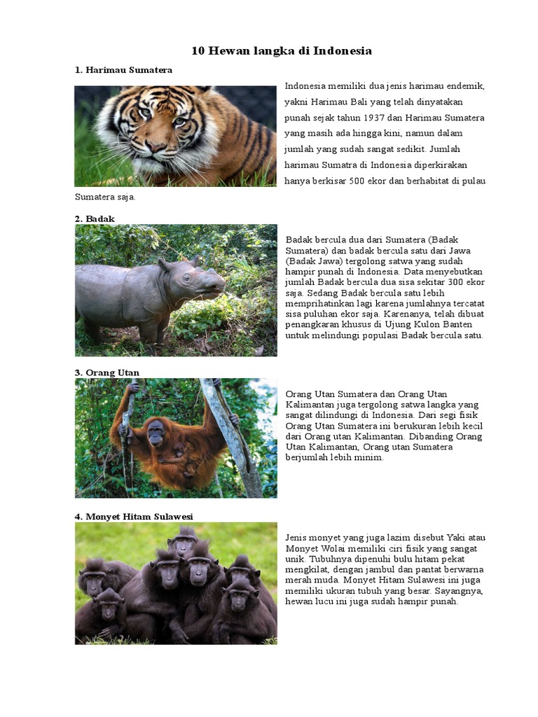 10 Hewan Langka Di Indonesia Dan 10 Tumbuhan Langka Di 10 Hewan Langka Di Indonesia Dan 10 Tumbuhan Langka Di