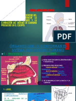 Sistema Respiratorio Humano