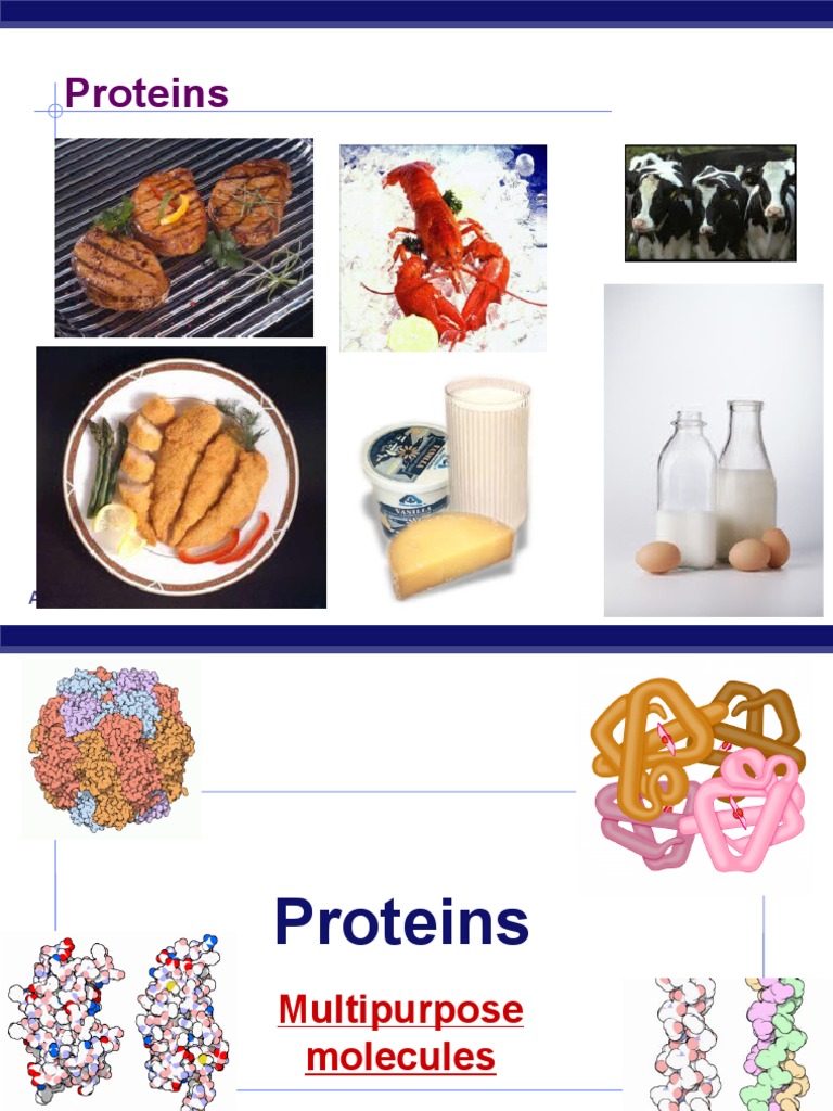 AP Biology: Understanding Proteins | PDF | Proteins | Protein Folding