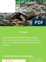 Tortugas