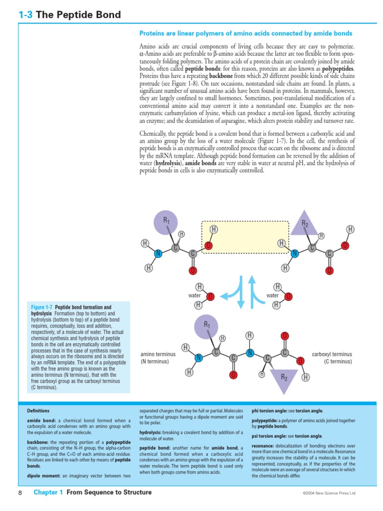 Peptide Bond