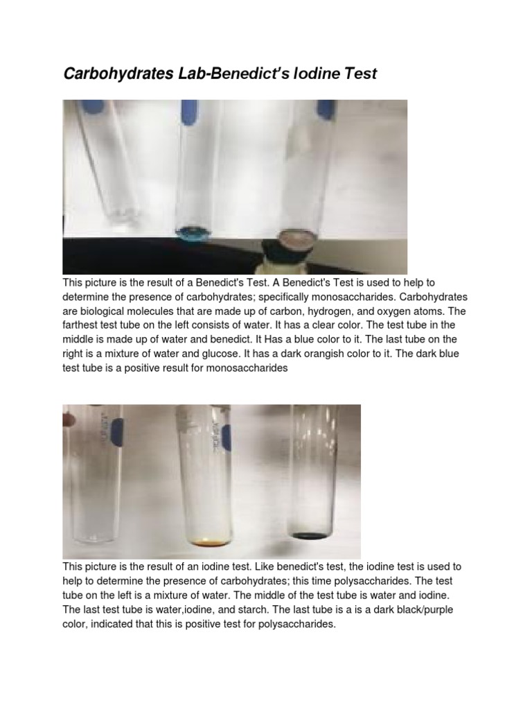 Carbohydrates Lab-Benedictsand Iodine Test 1 | PDF