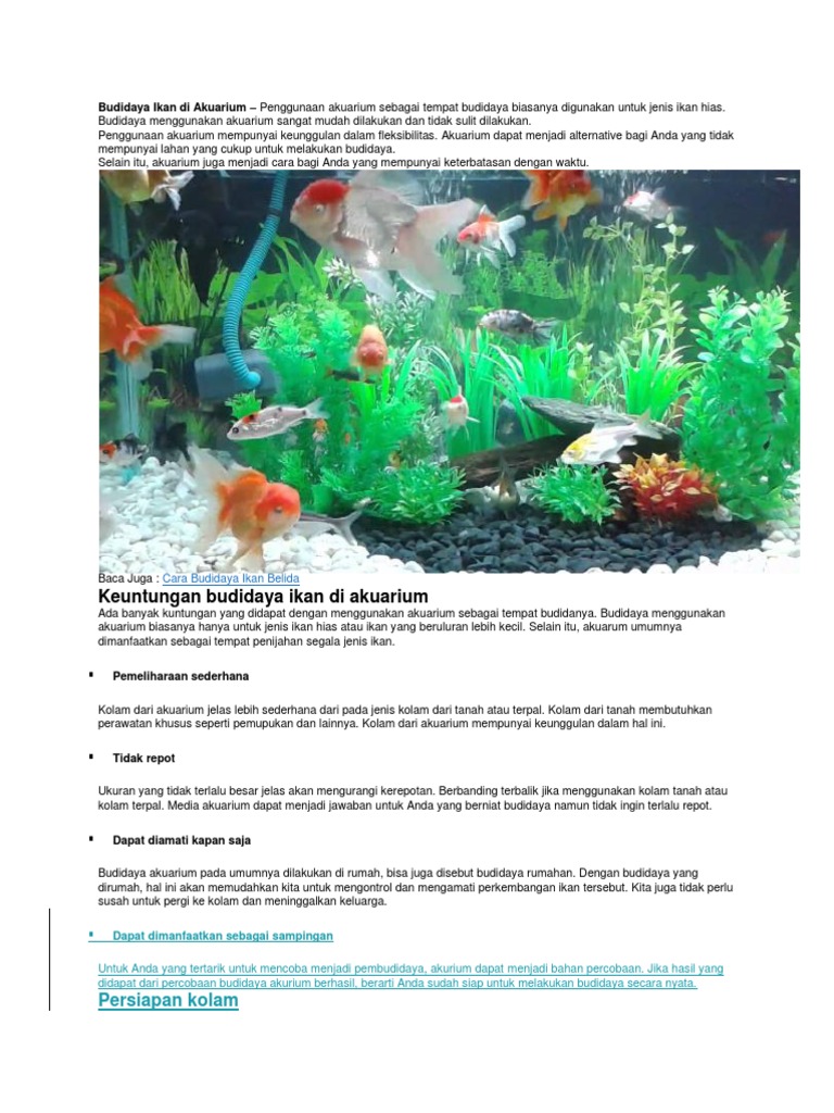 Budidaya Ikan Di Akuarium