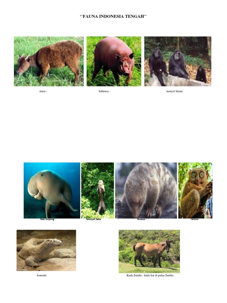 Beberapa Hewan Khas Wilayah Fauna Australia Antara Lain