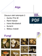 Algae Fungi