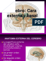 Anatomía del cerebro: Cisuras, surcos y circunvoluciones externas