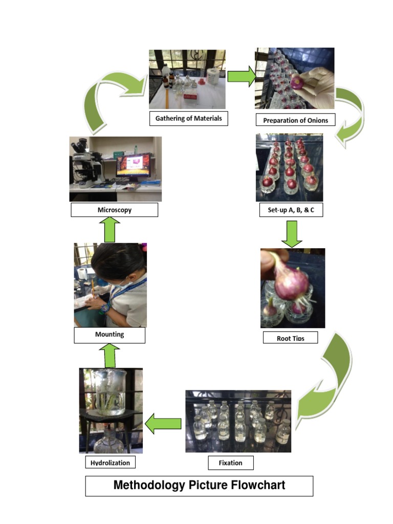Onion Processing Flow Chart Overview | PDF