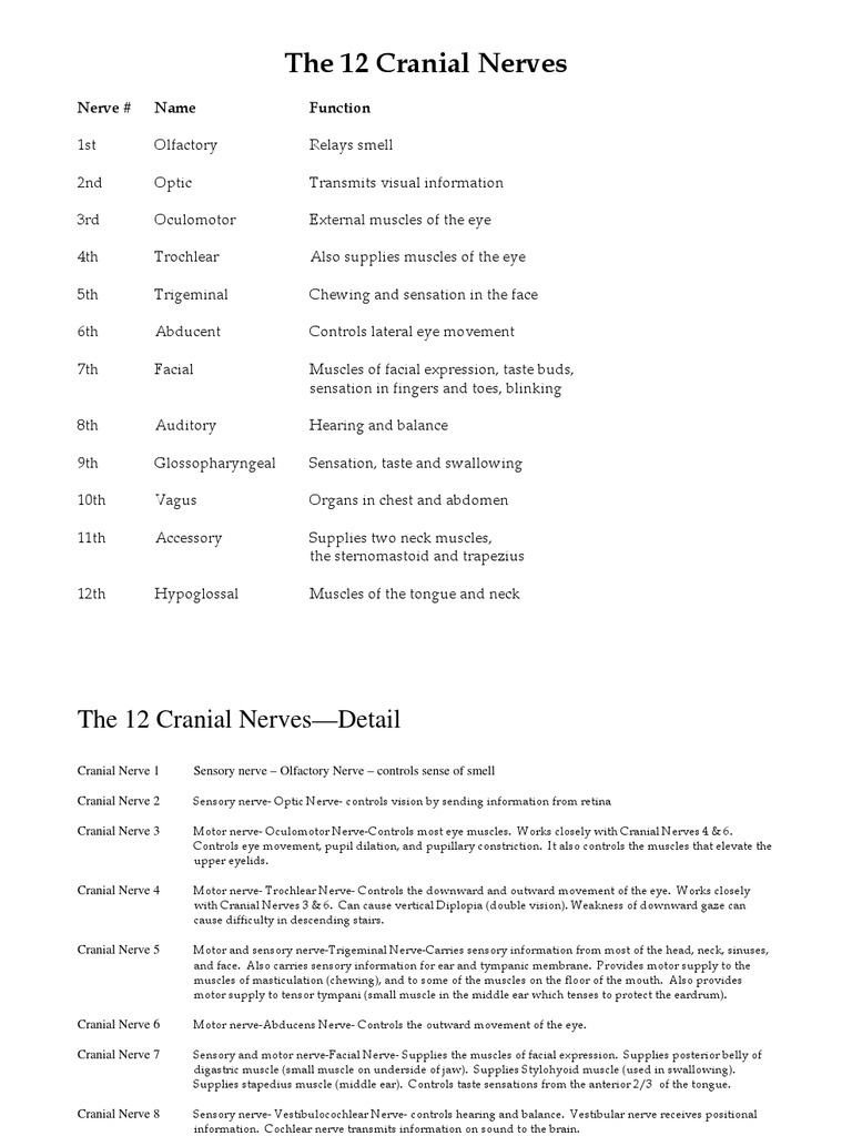 Twelve Cranial Nerves | Download Free PDF | Organ (Anatomy) | Anatomy