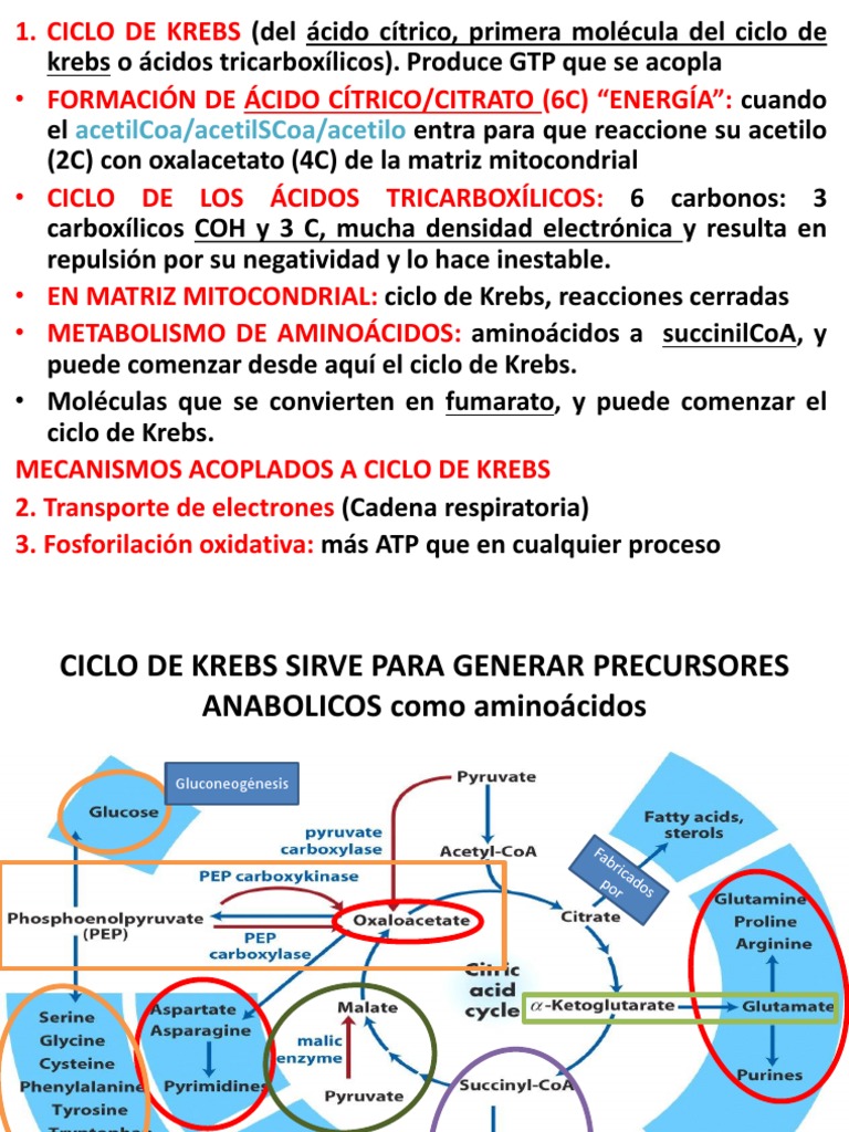 Ciclo de Krebs Ciclo del ácido cítrico Cadena de transporte de