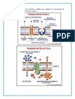 Realización de Un Esquema o Dibujo Que Explique Los Mecanismos de Transporte Celular Activo y Pasivo