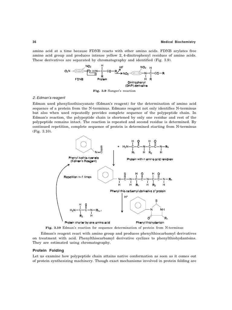 Protein Folding and Denaturation Mechanisms and Factors Involved in