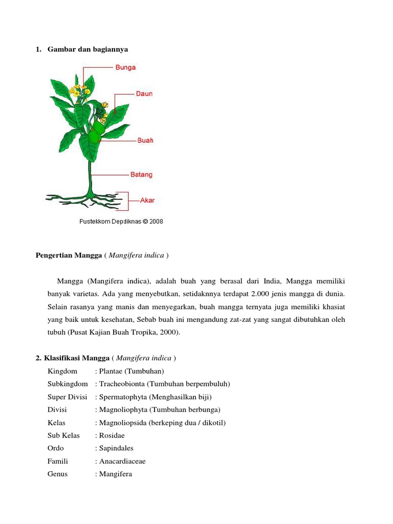 Mangga