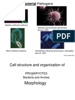 Bacterial Structure