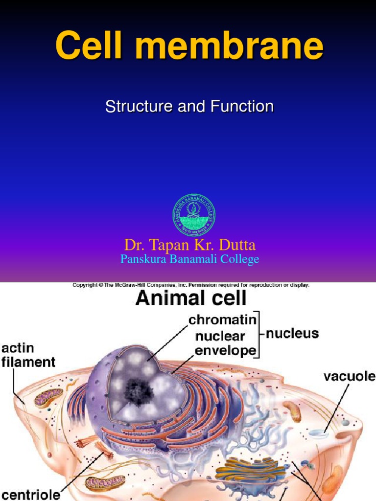 Cell Membrane (Structure and Function) PDF Cell
