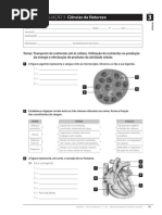 Ficha Sist.circulatorio