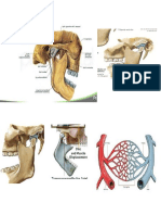 Anatomia Dibujos