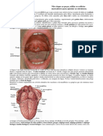 Corpo Humano - Atlas do Sistema Digestivo.pdf