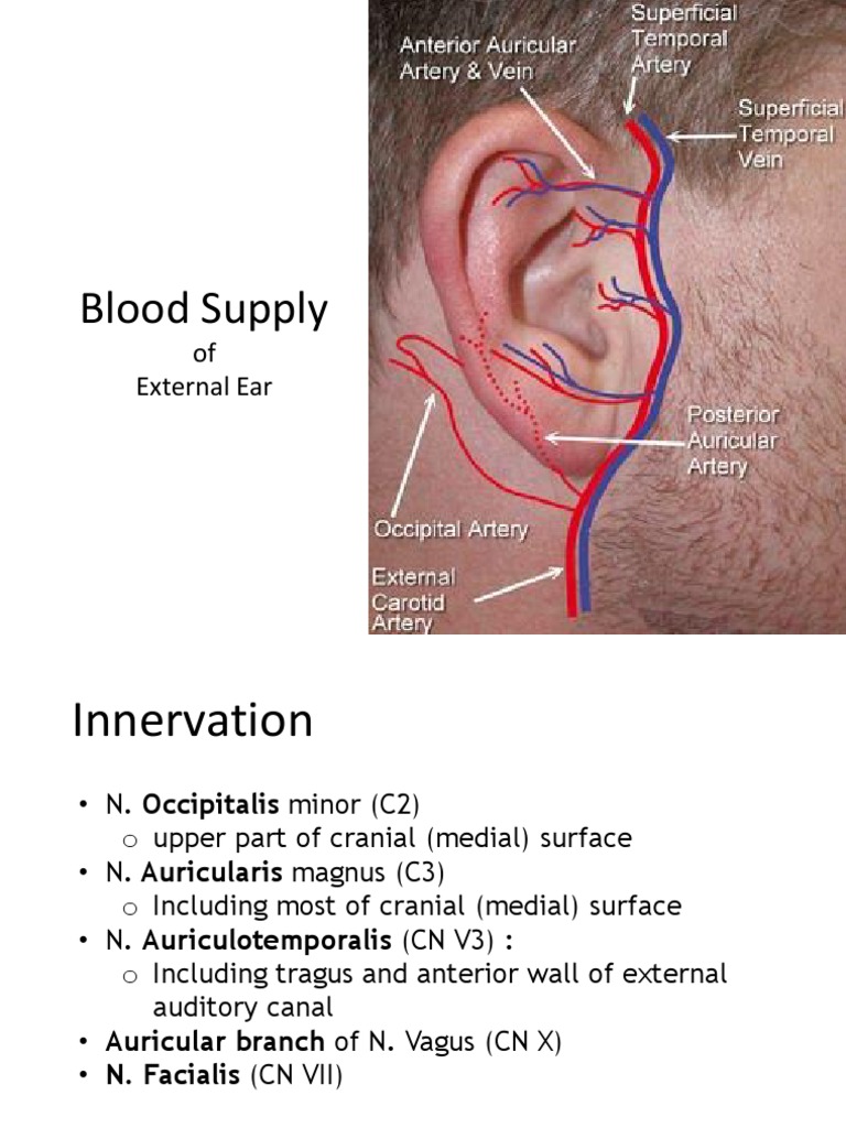 Blood Supply and Innervation of Ear | PDF | Ear | Sensory Organs