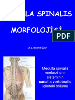 Medulla Spinalis Morfolojisi