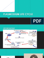 Plasmodium Life Cycle