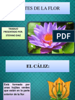 Partes de La Flor