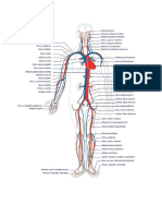 Arterias y Venas