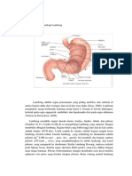 Anatomi Fisiologi Lambung
