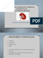 Sistema Urinario