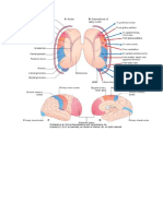 Imagenes Neuro