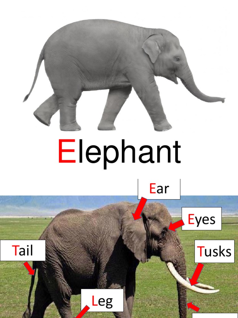 Elephant Anatomy Overview | PDF | Language Arts & Discipline | Art