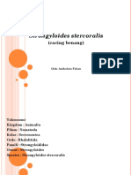 Strongyloides Stercoralis