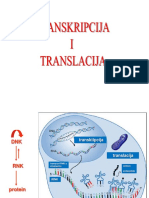 DNA and RNA transcription and translation