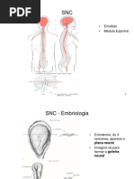 SNC- Anatomia II
