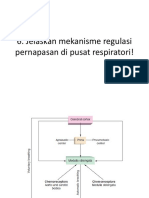 Jelaskan Mekanisme Regulasi Pernapasan Di Pusat Respiratori!