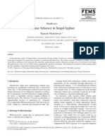 Nuclear Behavior in Fungal Hyphae