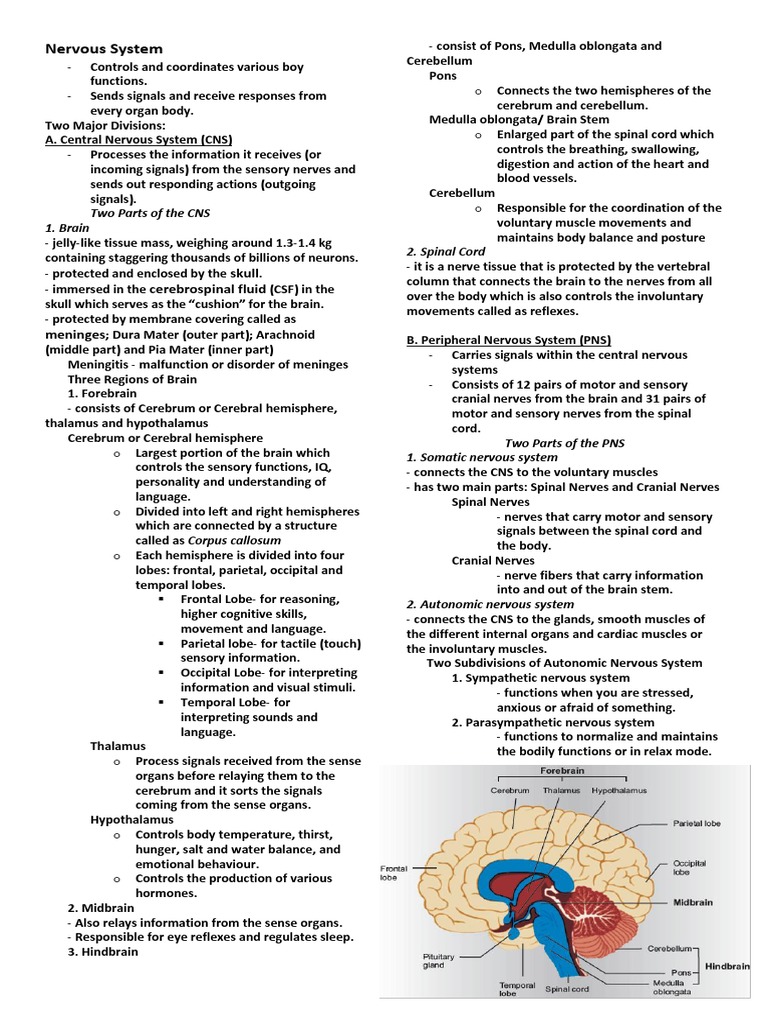 Nervous System: Skull Cerebrospinal Fluid | PDF | Central Nervous ...