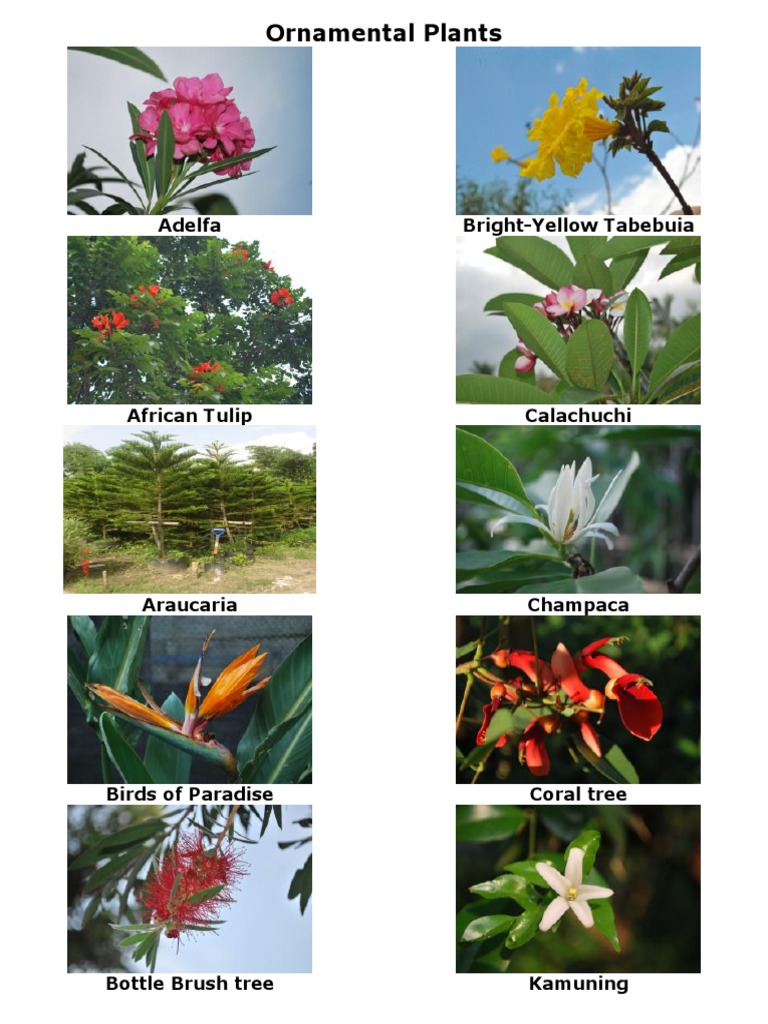 Ornamental Plants PDF