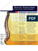 Spinal Nerve Function PDF