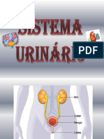 SISTEMA-URINARIO.ppt