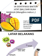 Isolasi Dan Identifikasi Bakteri Asam Laktat (Bal) Dari Buah MANGGA (Mangifera Indica L.)