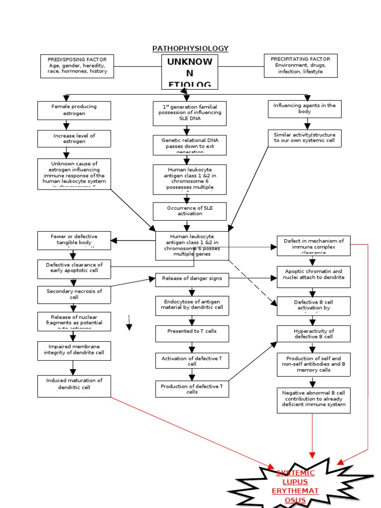 Pathophysiology of Systemic Lupus Erythematosus | PDF | Systemic Lupus ...