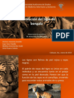 La Evolución Del Tigre de Bengala