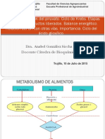 T 13 Oxidacion Piruvato CKrebs