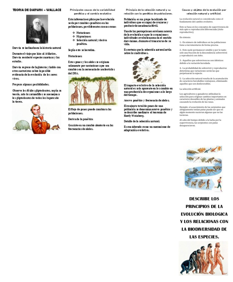 Principios de la Evolución según Darwin | PDF | Seleccion natural ...
