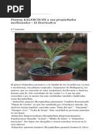 Plantas KALANCHOES y Sus Propiedades Medicinales - El Horticultor