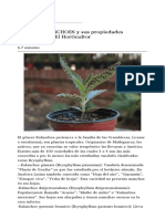 Plantas KALANCHOES y Sus Propiedades Medicinales – El Horticultor